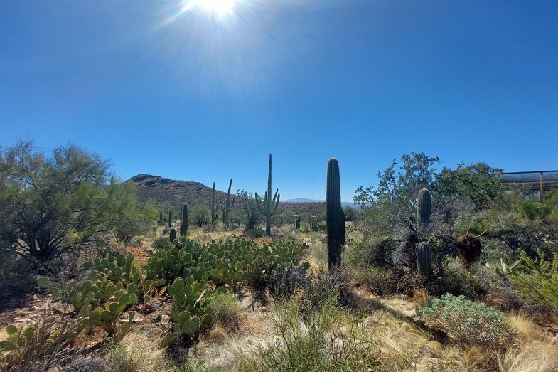 Die typische Vegetation in Tucson im Südwesten der USA, Foto: S. Meißgeier
