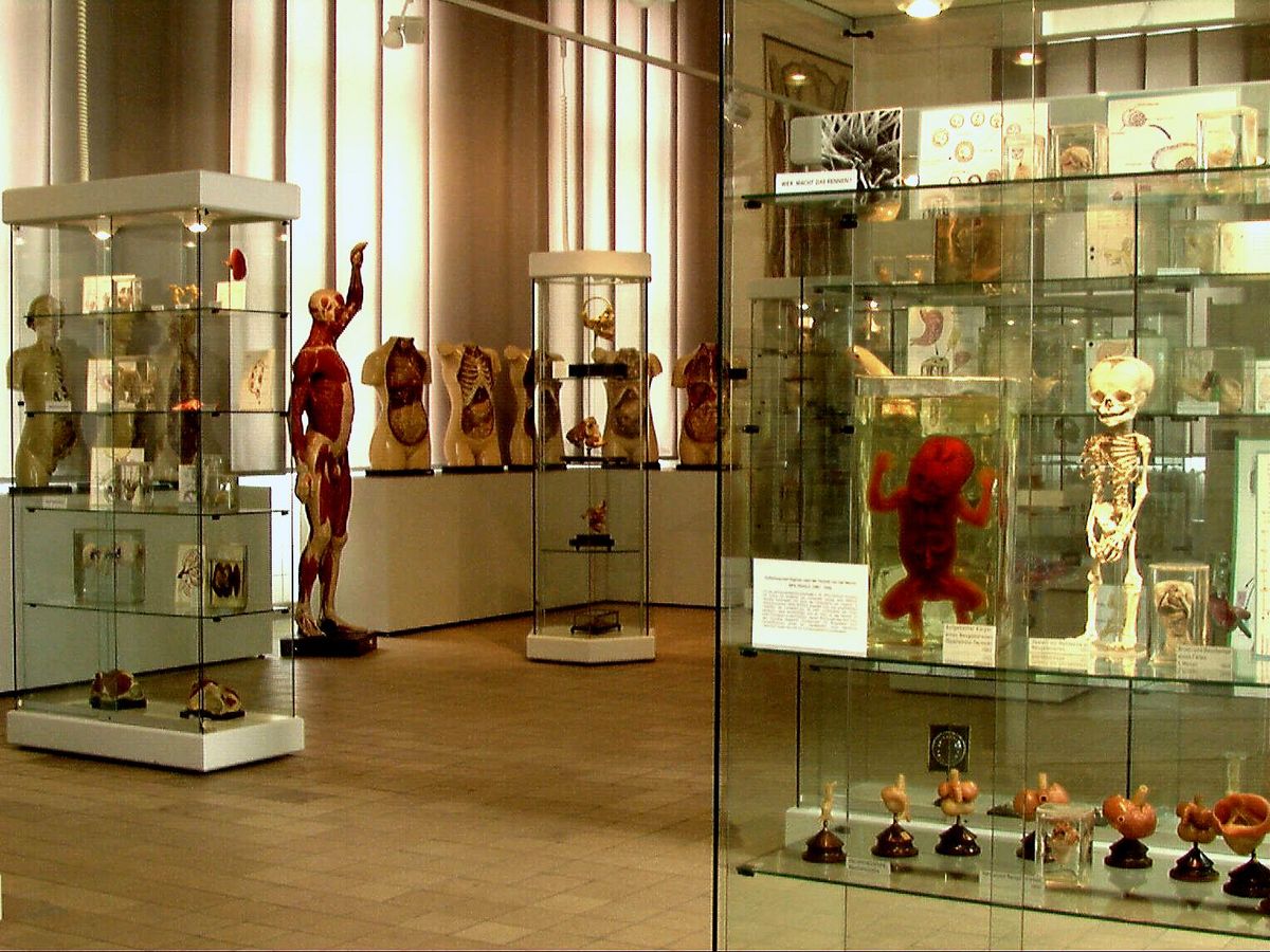 zur Vergrößerungsansicht des Bildes: Skelette und Nachbildungen des menschlichen Körpers, so zum Beispiel von Organen, in einem Ausstellungsraum.