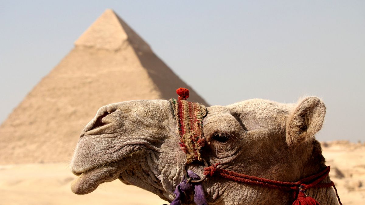 zur Vergrößerungsansicht des Bildes: Kamel vor Pyramide, Ägypten